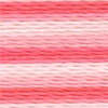 Varigated Apricot - 2346