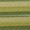 Varigated Olive - 2583