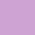 Tulip - 5586